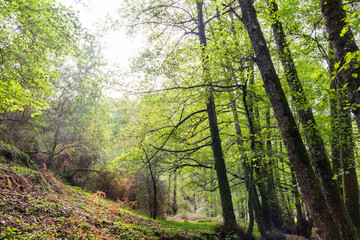 Sunlight through a green forest in Skikda, Algeria.