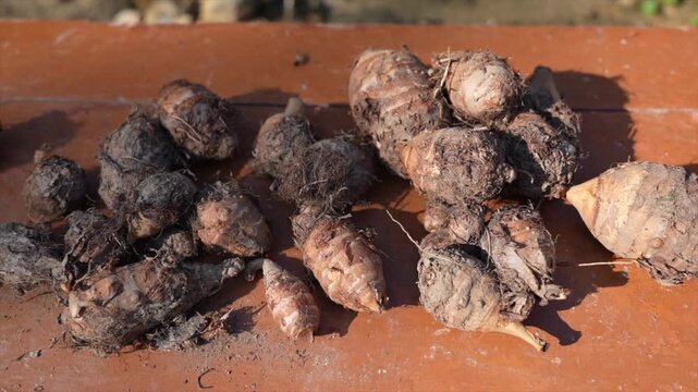 Fresh Arbi and Gaderi Roots Harvested from Soil &ndash; Organic Himalayan Root Vegetables