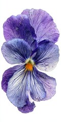 Close Up Of A Purple Pansy Flower With Orange Center Isolated On White