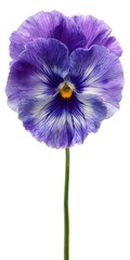 Close Up Of A Purple Pansy Flower With Speckled Petals And Yellow Center On White Background