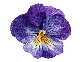 Close up Of A Single Purple Pansy Flower With Yellow Center On A White Background