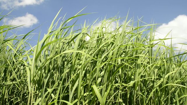 switch grass, renewable support for gas and other products