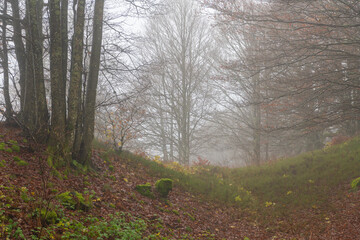 Misty autumn day in black forest, germany. Some small green plants and brown leaves on the soil. Autumn trees left and right side of the photo. Some trees in mist in background. Outdoors, wild nature.
