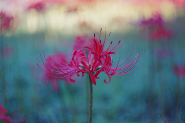 青と赤の美しいグラデーションのボケを背景に咲く、鮮やかな赤色の彼岸花（曼珠沙華）