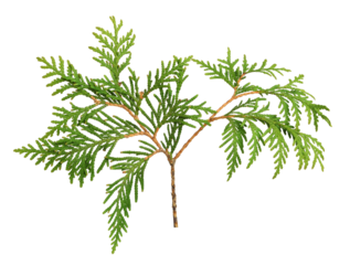 Green twig of evergreen thuya isolated on white or transparent background