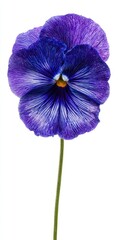 Deep Blue Purple Pansy Flower with White Specks on Green Stem Isolated on White Background