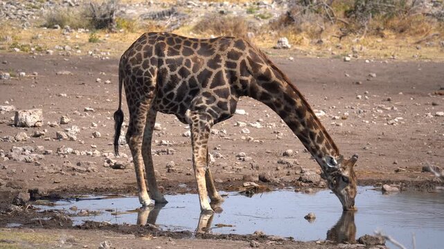 Giraffe drinking water at a waterhole in the Etosha National Park in Namibia, Africa.
