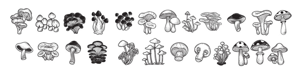Set Huge Collection Bundle Mushroom healthy food engraved Hand Drawn Outline illustration