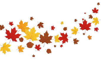 Scattered autumn maple leaves in red, yellow, and brown isolated on transparent background