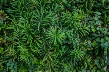 Overhead shot of lush green foliage with varied leaf textures forms
