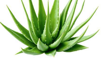 aloe vera plant isolated.Aloe vera plant PNG isolated on transparent background, succulent with spiky leaves for natural remedies and skincare products