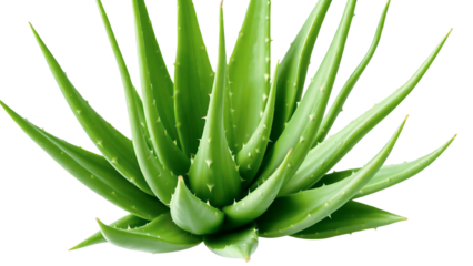 aloe vera plant isolated.Aloe vera plant PNG isolated on transparent background, succulent with spiky leaves for natural remedies and skincare products