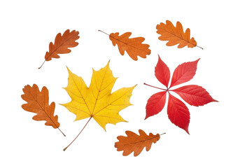 Obraz premium A collection of colorful autumn leaves including maple and oak, isolated on transparent background