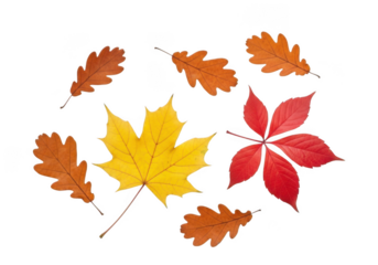 A collection of colorful autumn leaves including maple and oak, isolated on transparent background