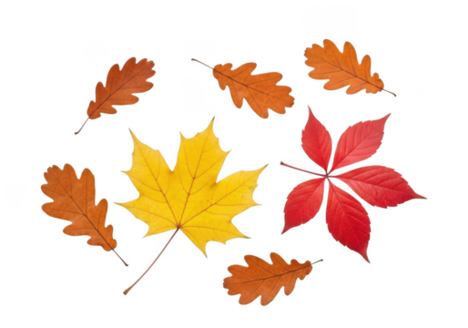 A collection of colorful autumn leaves including maple and oak, isolated on transparent background