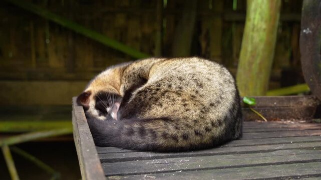 Paradoxurus hermaphroditus Species, Tropical Wildlife, Exotic Creatures