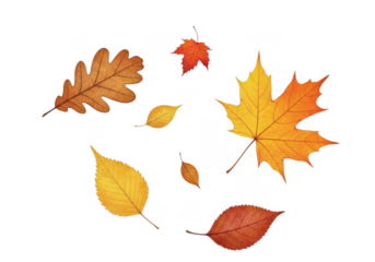 Scattered autumn leaves in various shapes and colors, isolated on transparent background