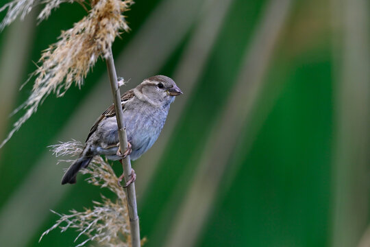 House sparrow - female // Haussperling - Weibchen  (Passer domesticus)