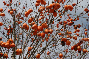 The ripe sweety persimmons growing in the garden of an old Japanese house / 日本の古民家の庭先で実った熟れた柿の実