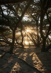Sunlight filters through thick, wind-swept maritime trees growing on sandy soil near the ocean shore, showcasing the resilience of coastal ecosystems ,quiet ,dense ,flora