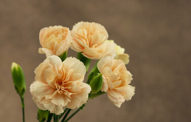 A bouquet of flowers on a textured brown background. Garden carnations in a delicate beige color. Flowers in summer and spring.