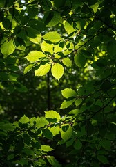 Sunlight streaming through vibrant, dense green beech leaves in a tranquil, well-maintained formal garden setting during the warm season ,outdoor ,smooth ,beech