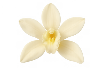 Delicate vanilla orchid flower blooming, presenting its unique creamy white petals and yellow center on transparent background