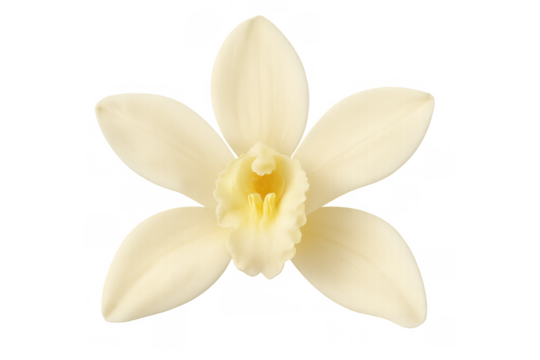 Delicate vanilla orchid flower blooming, presenting its unique creamy white petals and yellow center on transparent background
