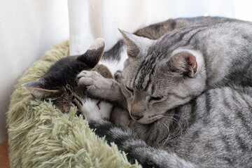 窓辺でくつろぐ二匹の猫　キジトラ・サバトラ猫	