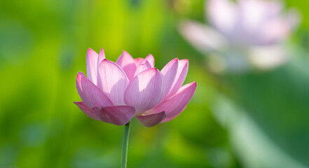 Fototapeta premium 美しい蓮の花