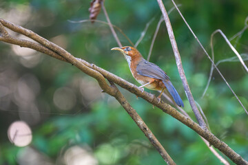 Rusty-cheeked Scimitar-babbler perching on a tree branch, displaying its warm brown plumage and distinctive curved bill in a lush forest setting.