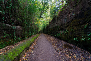 Leaf-strewn path running through a disused railway cutting with high stone walls, moss, ivy and overhanging autumn trees