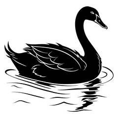 black and white swan