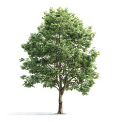 Fototapeta premium Solitary Oak: A majestic oak tree stands tall, its sprawling branches adorned with vibrant green leaves, reaching towards the sky, symbolizing strength and resilience.