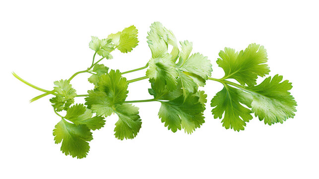 Single Cilantro Sprig with Detailed Green Leaves Isolated on a transparent background