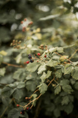 blackberry in nature food tasty good fruit