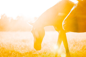 Beautiful horse during sunset orange pretty nature