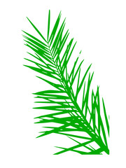 plam leaf, plam leaf vector