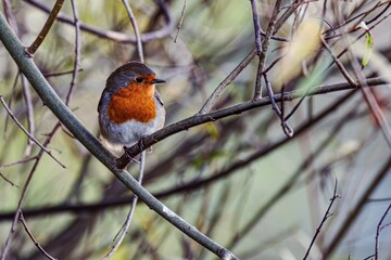 Rouge-gorge familier (Erithacus rubecula) est une espèce de passereaux très répandu en région Hauts de France