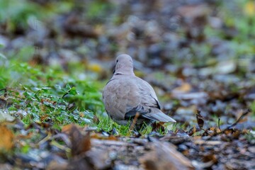 La Tourterelle turque (Streptopelia decaocto) est une espèce d'oiseaux de la famille des Columbidés.