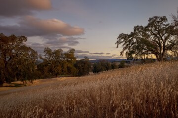 Obraz premium Evening landscape scene with field of wheat and trees under a cloudy sky