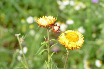 Yellow dandelion flower in the garden