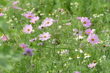 Pink Cosmos flowers blooming in the field