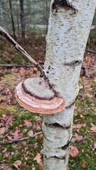 Un magnifique polypore du bouleau (Fomitopsis betulina) poussant sur le tronc d'un... bouleau (forêt de Rambouillet)
