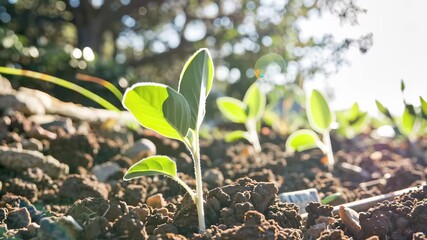 Single green seedling sprouting from dark soil under bright sunlight with a blurred tree background