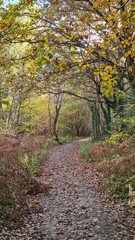 Promenade dans la forêt de Rambouillet à l'automne (France)