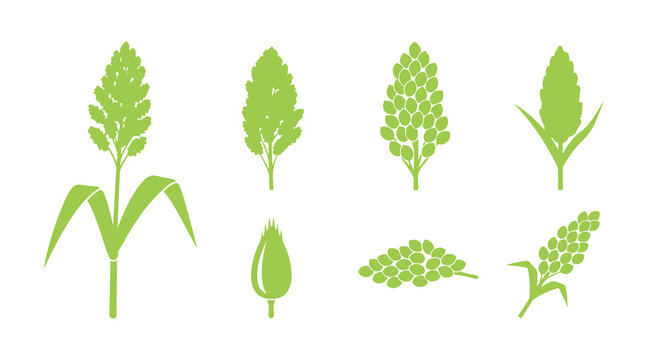 Simple sorghum vector set in clean green line style, isolated on white.