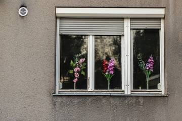 window flowers on gray wall