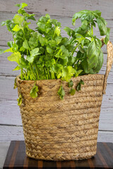 basket filled with fresh basil and cilantro
