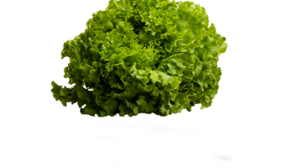 PNG. fresh green lettuce Transparent